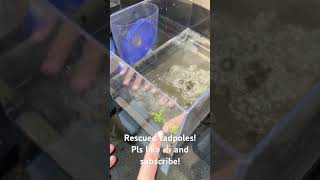 Chapter 1 Rescued tadpoles [upl. by Browne908]