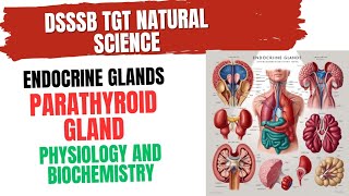 Parathyroid Gland Physiology and Biochemistry for DSSSB TGT NATURAL SCIENCE parathyroid [upl. by Ellevel139]