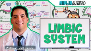 Neurology  Limbic System Anatomy amp Function [upl. by Wilcox]