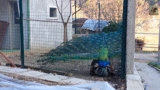 Peacock Mating  Short HD [upl. by Elleda]