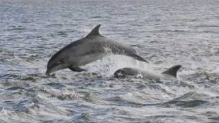 Dolphins in the Moray Firth Scotland [upl. by Alak952]