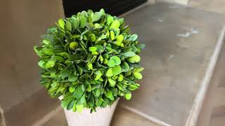 My review of Preserved Boxwood Green Plant [upl. by Yruama]