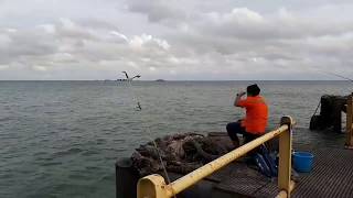 Mancing Kakap di Dermaga  Fishing The Snapper on The Dock [upl. by Lorianne443]