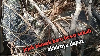 kalau ada jejak biawak baru positip dapat temonroster [upl. by Golub]