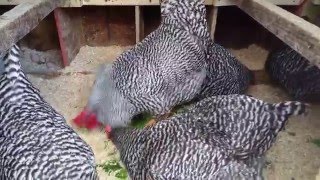 My Barred Rock Chickens Love Greens [upl. by Yerggoeg]