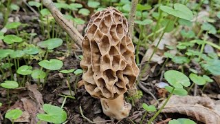 Morilles du 15 Avril 2024 🥰 [upl. by Eiramllij]