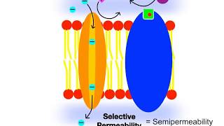 32 Membrane Proteins and Permeability [upl. by Hnahym]