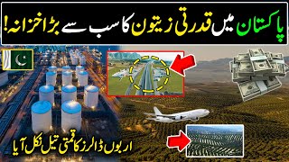 Billion of Dollars Industry of Pakistan  Big Olive oil Extraction in Pakistan   Olive oil Farming [upl. by Zsazsa197]