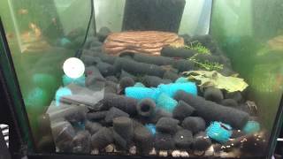 BLUE DWARF CAMBARELLUS TEXANUS CRAWFISH FEEDINGWarning long video [upl. by Jotham988]