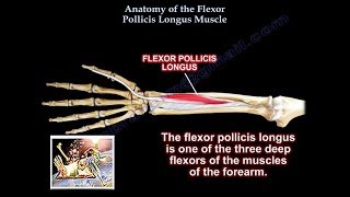 Anatomy Of the Flexor Pollicis Longus Muscle  Everything You Need To Know  Dr Nabil Ebraheim [upl. by Elkcim]