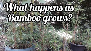 Grow bamboo in pots and what to expect [upl. by Fortunio]