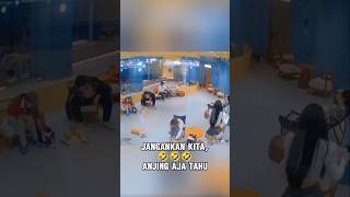 Mata anjing emang gak pernah salah🤣🤣🤣 [upl. by Ynnob]