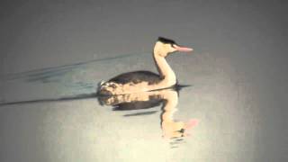 野鳥：カンムリカイツブリ冬羽／Wild Birds Great Crested Grebe winter plumage [upl. by Gorski]