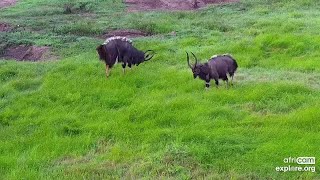 Nyalas bucks dominance display Tembe Nov 18 2022 620 AM SAST exploreorg [upl. by Shiau54]