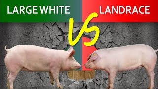 Large White pig VS Landrace pig  which is Better for Commercial pig Farming in Nigeria [upl. by Annayrb246]