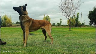 DIA 3 DE OBEDIENCIA ADIESTRAMIENTO CANINO PASTOR BELGA MALINOIS DE NOMBRE OSO [upl. by Amato]