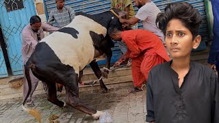 Bakra Eid 1st Day Vlog😳Cow Qurbani😓 [upl. by Trakas]