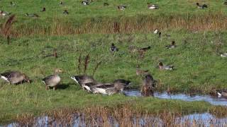 Marshside RSPB Reserve Southport Merseyside [upl. by Lebiralc599]