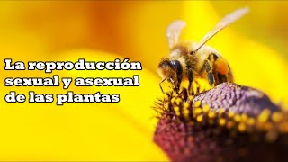 La reproducción de las plantas [upl. by Eedebez152]