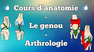 Anatomie du membre inférieur  Le genou [upl. by Schlosser362]