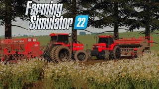 Plantio de TRIGO sobre cobertura de NABO FORRAGEIRO  Farming Simulator 22 [upl. by Drahsar]