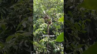 Birds nest in my house shortvideo [upl. by Betsey]