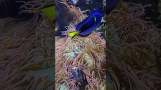 Blue Tang and Clownfish [upl. by Ynaiffit]