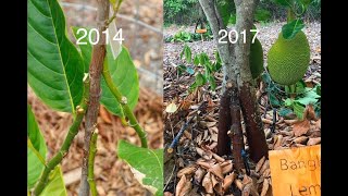 Multiple Rootstock Jackfruit Trees in Florida  InArch Grafting Update [upl. by Sivram]