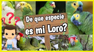 ¿De que Especie es mi Loro❓ 🐦 IDENTIFICA algunos Tipos de Loros que hablan ✅ [upl. by Ieluuk]