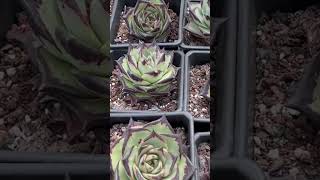 Echeveria Agavoides EbonySenyang Horticulture China Succulents [upl. by Hametaf]