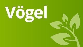 Vögel – Anpassung an den Flug  Biologie  Biologie der Tiere Mittelstufe [upl. by Yednil]