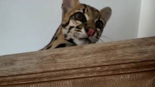 Ocelot likes highest place [upl. by Giule]