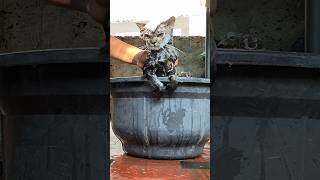 Njan kulichu Guys 🥲🥲 firstbath funny cat [upl. by Aronow]