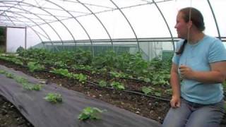 Growing and Hanging Melons in Polytunnels at Church Farm Ardeley [upl. by Stokes]