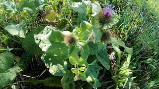 Arctium lappa bardana [upl. by Yeleen800]