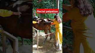 Rectal palpation in cattle by lady veterinary technician shorts drpradipbhandari [upl. by Grover]