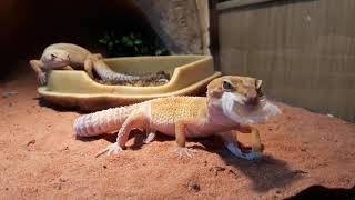 Mijn Luipaardgekko dame vervelt  Reptiles the Leopard Gecko 🦎 [upl. by Irat]