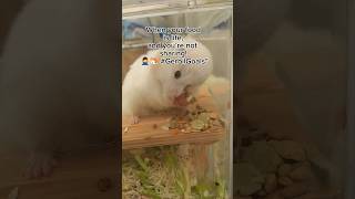 What I Learned from GERBIL PLAYTIME Will Make You Smile gerbil funny [upl. by Oznofla]