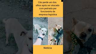 Cão perde um dos olhos após ser atacado com pedrada por funcionário de empresa logística noticias [upl. by Cocks]