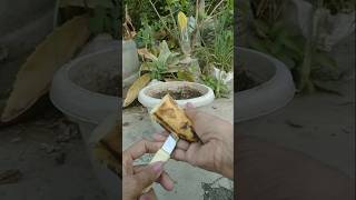 Growing banana 🍌 from seedsviralviralvideo shortvideo [upl. by Paulie620]