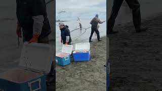 Dipnetting for Salmon At Kasilof River [upl. by Akiemehs]