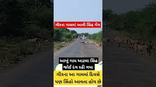 ગીરના ગામમાં સિંહ ગેંગે દિવસે ફૂટ પેટ્રોલિંગ કર્યું  ગામલોકો સિંહ ગેંગ જોઈને દંગ રહી ગયા [upl. by Yesllek222]