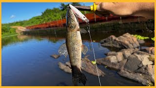 PESCANDO TRAÍRA NA BARRAGEM [upl. by Ivers]