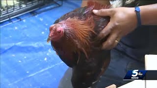 Oklahoma lawmaker argues punishment for cockfighting is too harsh [upl. by Nashner]