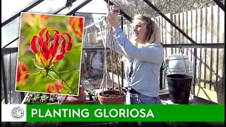 How to plant Gloriosa bulbstubers  FarmerGracycouk [upl. by Eilyab554]