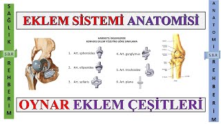 2Eklem Sistemi Anatomisi Eklemin Yapısı Facies articularisCartilago ArticularisEklem Sıvısı 2 [upl. by Alegnad]