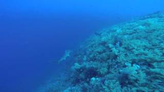 Hammerheads amp Grey Reef Shark at Elphinstone 26th April 2016 [upl. by Adnaerb426]