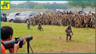 How Do Florida Hunters Deal With Millions of Baboons  Wild Boar Hunting [upl. by Luebke]