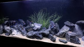 Frontosa and Tanganyikan tank [upl. by Yelrahc]