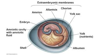 Amniotic Egg  Grade 12  Life Sciences [upl. by Amory]